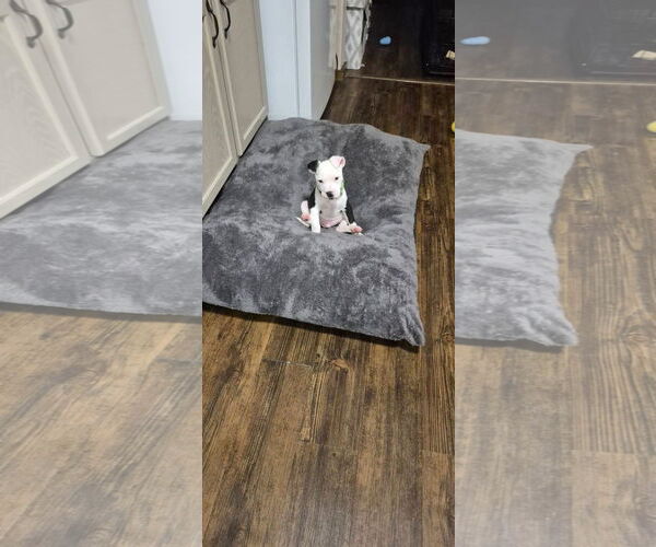 Medium Photo #2 Mutt Puppy For Sale in New London, WI, USA