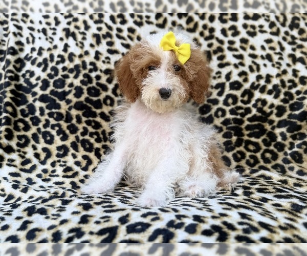 Medium Photo #6 Poodle (Miniature) Puppy For Sale in LAKELAND, FL, USA