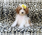Jazzy - Female Poodle (Miniature) Puppy for Sale - Photo #6