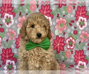 Poodle (Toy) Puppy for sale in LANCASTER, PA, USA