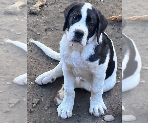 Medium Photo #17 Cane Corso-Saint Bernard Mix Puppy For Sale in WORCESTER, MA, USA