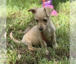 Small #2 Chihuahua