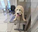 Small #8 Great Pyrenees
