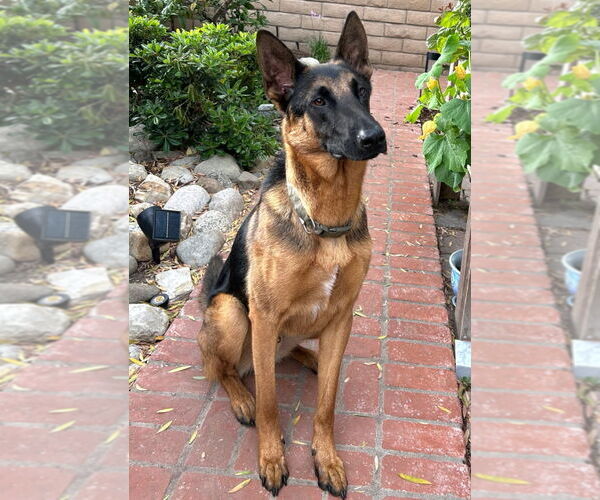 Medium Photo #19 German Shepherd Dog-Unknown Mix Puppy For Sale in Lake Forest, CA, USA