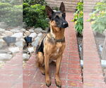 Small #18 German Shepherd Dog Mix