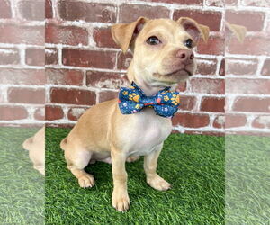 Chihuahua-Unknown Mix Dogs for adoption in Corona, CA, USA