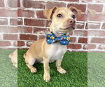 Small Chihuahua Mix