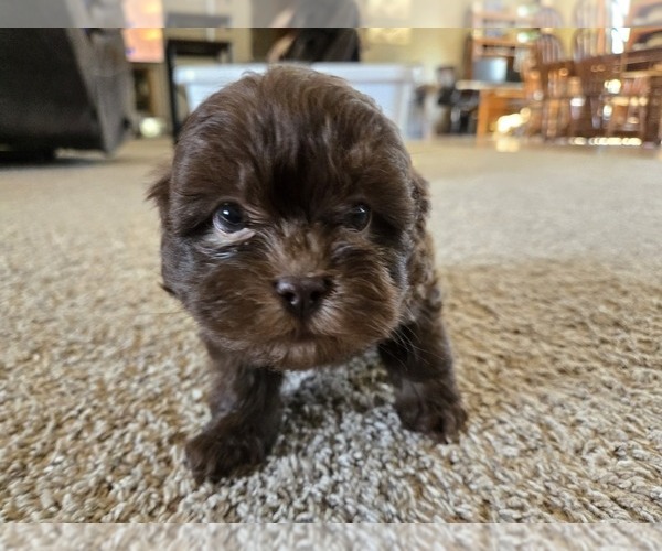 Medium Photo #4 ShihPoo Puppy For Sale in CARLYLE, IL, USA