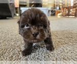 Small #3 ShihPoo