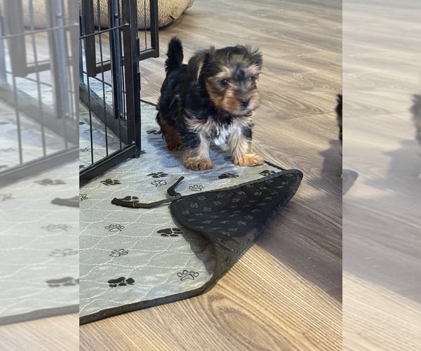 Medium Photo #2 Yorkshire Terrier Puppy For Sale in KATY, TX, USA