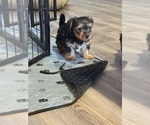 Small #1 Yorkshire Terrier