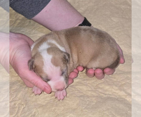 Medium Photo #2 American Pit Bull Terrier-Catahoula Leopard Dog Mix Puppy For Sale in Frankenmuth, MI, USA