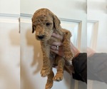 Puppy Red Goldendoodle
