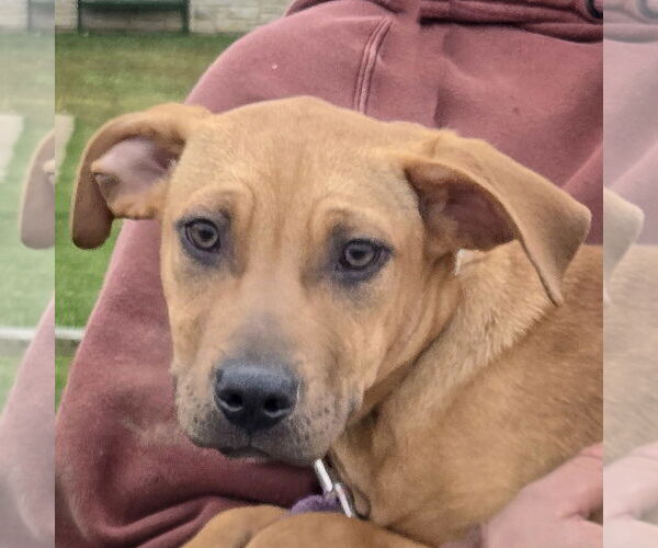 Medium Photo #3 American Staffordshire Terrier-Labrador Retriever Mix Puppy For Sale in Huntley, IL, USA