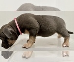 Small Photo #3 American Bully Puppy For Sale in RALEIGH, NC, USA
