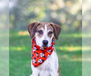 Hound Mix Pups Boys - Male Plott Hound-Unknown Mix Dog for Adoption - Photo #2