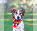 Small Photo #2 Plott Hound-Unknown Mix Puppy For Sale in Unionville, PA, USA