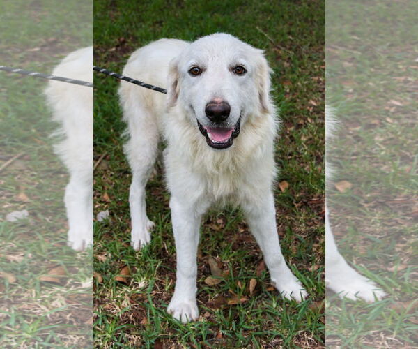 Medium Photo #16 Great Pyrenees Puppy For Sale in Spring, TX, USA