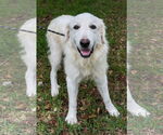 Small #15 Great Pyrenees