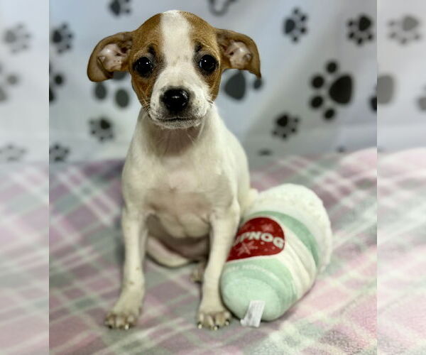 Medium Photo #1 Jack Russell Terrier-Unknown Mix Puppy For Sale in SHERBURNE, NY, USA
