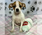 Small Jack Russell Terrier Mix