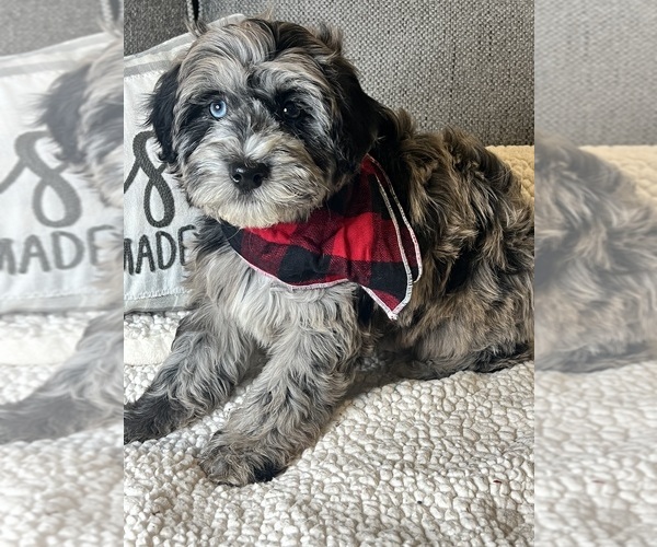 Medium Photo #8 Whoodle (Miniature) Puppy For Sale in RICHMOND, IL, USA