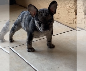 French Bulldog Puppy for sale in ZOLFO SPRINGS, FL, USA