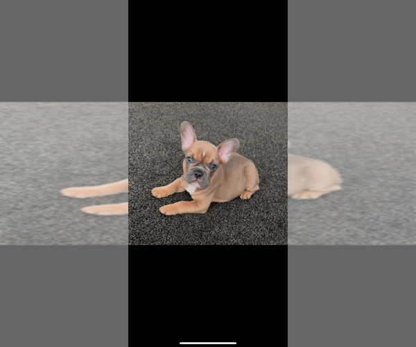 Medium Photo #2 French Bulldog Puppy For Sale in CROSWELL, MI, USA