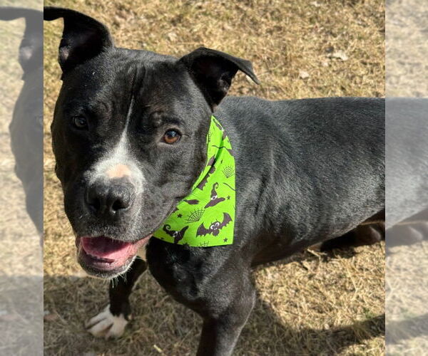 Medium Photo #1 American Pit Bull Terrier Puppy For Sale in Great Bend, KS, USA