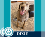 Small Photo #2 Labrador Retriever Puppy For Sale in Kimberton, PA, USA