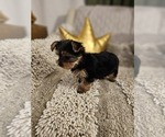 Small #4 Yorkshire Terrier