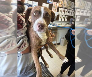 Mutt Dogs for adoption in Stockton, CA, USA