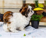 Small #7 Shih Tzu