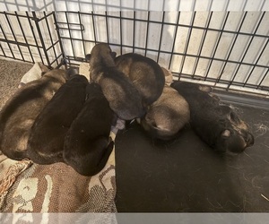 German Shepherd Dog Puppy for sale in SPRINGFIELD, IL, USA