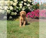 Small Photo #3 Golden Retriever Puppy For Sale in FORT PLAIN, NY, USA