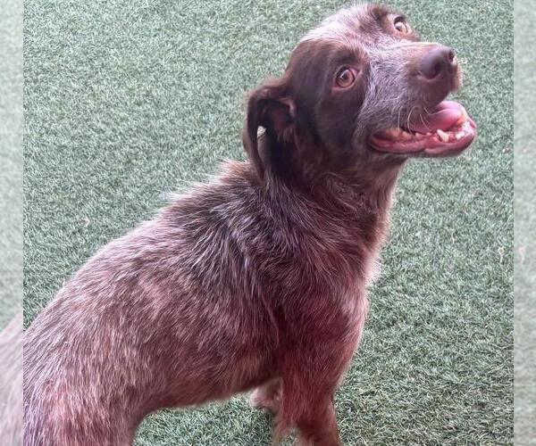 Medium Photo #3 Pointer-Unknown Mix Puppy For Sale in Rockwall, TX, USA