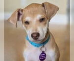 Small #5 Whippet Mix