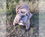 Small Photo #1 Victorian Bulldogge Puppy For Sale in GREEN FOREST, AR, USA