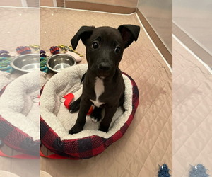 American Staffordshire Terrier-Labrador Retriever Mix Dogs for adoption in Holly Springs, NC, USA