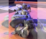 Image preview for Ad Listing. Nickname: Litter of 7