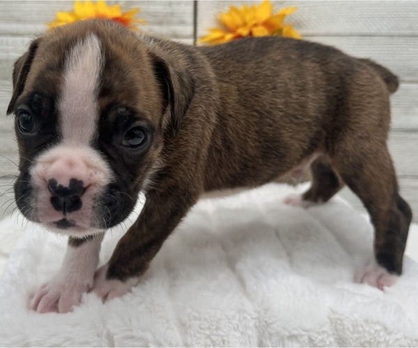 Medium Photo #10 Boxer Puppy For Sale in PAWNEE CITY, NE, USA