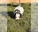 Small Photo #10 Miniature Bernedoodle Puppy For Sale in LONGMONT, CO, USA