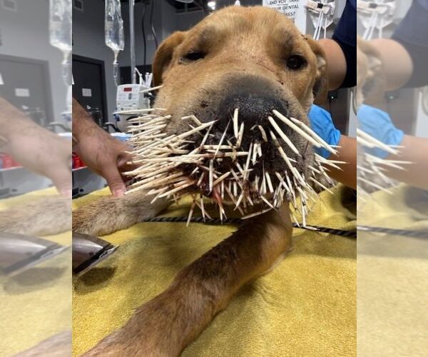 Medium Photo #3 Black Mouth Cur-Labrador Retriever Mix Puppy For Sale in Calgary, Alberta, Canada