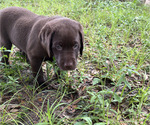 Small #3 Labrador Retriever