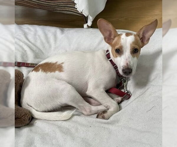 Medium Photo #2 Jack Russell Terrier-Unknown Mix Puppy For Sale in Boston, MA, USA