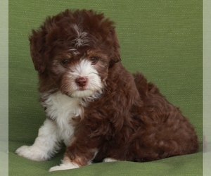 Aussiedoodle Miniature  Puppy for sale in FREDERICKSBURG, OH, USA