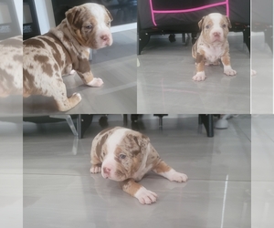 American Bully Puppy for sale in NORTH PORT, FL, USA