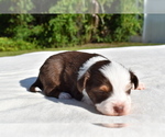 Small #1 Miniature Australian Shepherd