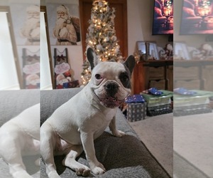 Mother of the French Bulldog puppies born on 05/10/2026