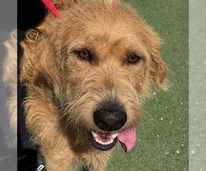 Sperry - Male Miniature Labradoodle Dog for Adoption - Photo #3